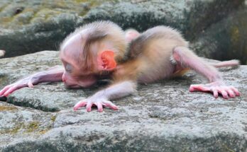 Baby Alfie Recovery update showing the young monkey gaining strength