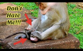 Baby Daniela Unconscious after harsh treatment by Mother Dana