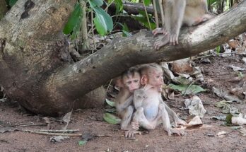 Baby Monkey Sister Care as an older sister comforts a lonely infant monkey