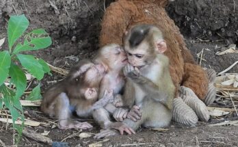Baby Monkey Siblings hugging each other during an emotional wildlife moment