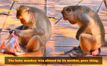 Mother Monkey Aggression as a baby monkey seeks comfort from its mother