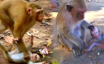 Baby Monkey Punishment as frightened infant clings to mother during emotional wildlife encounter