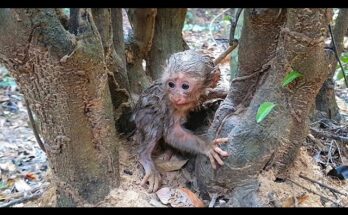 Baby Monkey Bath helps Lion after being covered in dirt and crying for comfort