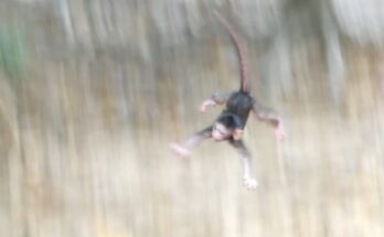 Newborn Baby Fall after a tragic accident while mother monkey rushes to protect the infant