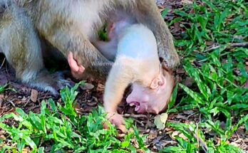 Mother Monkey Discipline teaches a young baby monkey an important life lesson in the wild