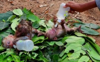 Three helpless baby monkeys lying on the ground awaiting rescue and care