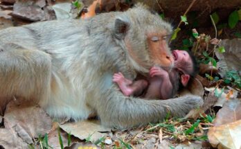 Newborn Baby Cries softly while a caring mother watches over him