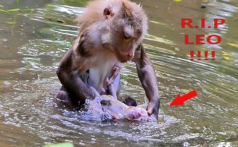 Baby Monkey Swimming for the first time with Mom Libby guiding gently in shallow water