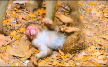 Baby Monkey Fall involving Leo after a dangerous tree accident