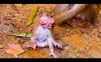 Weak Baby Monkey Leo struggling to stand beside his caring mother in the wild