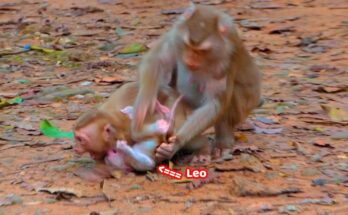 Mom Libby Rescues Leo during an emotional baby monkey family reunion