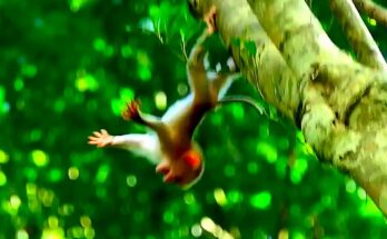 Newborn baby monkey after surviving a dramatic fall from a tall forest tree