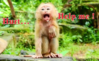 Orphan Amanda Falls from a high tree during an emotional monkey survival story