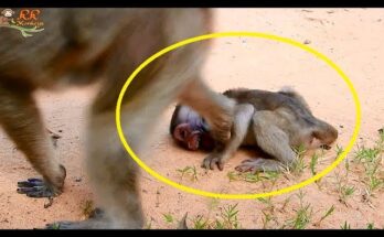 Popeye monkey weaning: Young monkey Popeye struggling emotionally during early weaning at wildlife