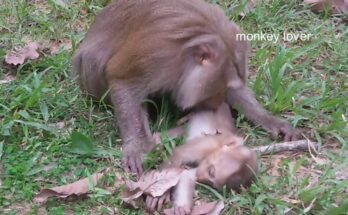 Baby Monkey Accident near highway during heartbreaking wildlife incident