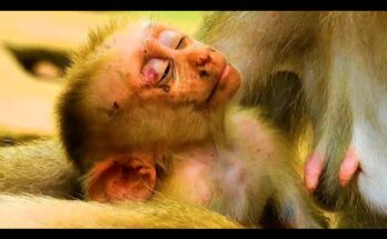 Young monkey Leo looking weak and tired after being weaned.