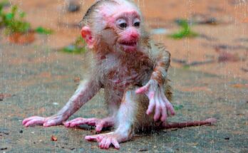 Baby monkey Leo crying in heavy rain while searching for his missing mother Libby.