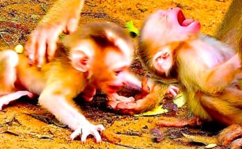 Frightened newborn baby animal crying alone after being separated from its mother.