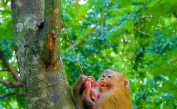 Amanda helping newborn baby Alfa after placenta sticks to a tree branch