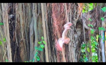 Newborn baby monkey after falling from a high tree during an emotional wildlife moment