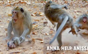 Anna fiercely confronting King Aron during a dramatic monkey troop showdown over Annissa