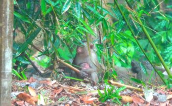 Monkey mother holding baby tightly during heavy rain in the wild