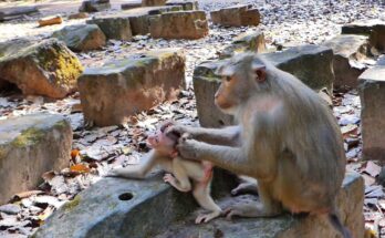 Baby monkey Lily crying after an emotional moment involving mother Libby
