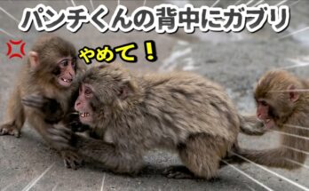 Punch-kun monkey showing frustration while comforted by his caring big sister