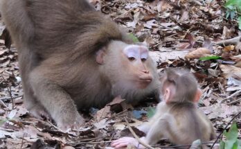 Mum Flora teaching baby Fanta essential survival skills in a heartwarming wildlife bonding moment in the jungle