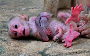 Monkey Mom Amanda encouraging Baby Alfie to explore independently in a heartwarming wildlife moment
