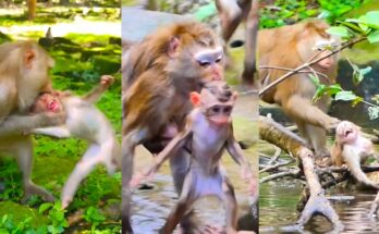 A sad baby monkey sitting alone on the forest floor looking up helplessly.
