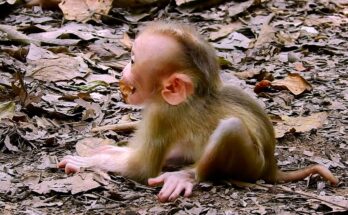 A tiny, sad baby monkey crying for milk as his mother sits nearby and refuses to nurse him.