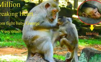 An emotional and intense face-off between two chimpanzees named Gladdis and George inside a wildlife sanctuary.