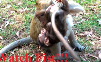Baby Gino chimpanzee sitting alone looking sad during a tense troop integration moment.