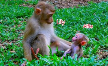 Chimpanzee Lily sitting closely next to Alfie in a heartwarming moment of trust at the sanctuary.