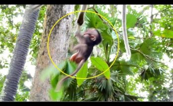 A distressed primate crying out in fear after a tense encounter with another animal.