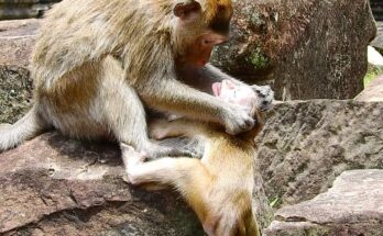 A mother macaque monkey pushing her baby away to teach independence in the wild.