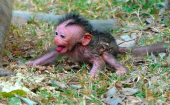 A tiny newborn baby monkey snuggling closely to nurse and find comfort beside his sleeping mother.
