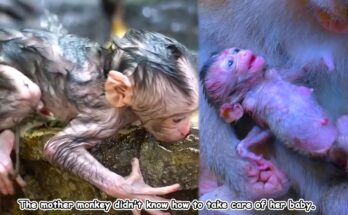First-time mother monkey holding and caring for her newborn baby in the wild