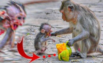 Baby chimp Lily looking stunned next to mother Alika reacting dramatically to a mango.