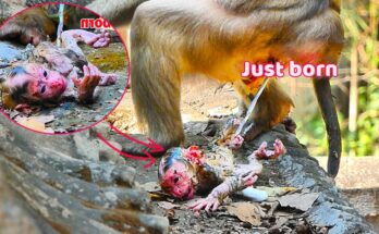 Brave old monkey struggling to give birth to her baby during intense heat