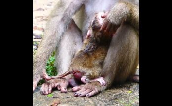 Baby monkey Leo crying loudly while searching for his mother in an emotional wildlife moment