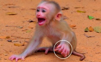 Tiny baby monkey Leo crying and shaking while searching for his mother Libby