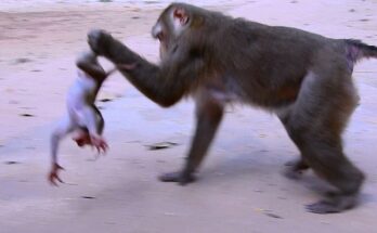 Mother monkey running with her baby clinging tightly during a heartwarming wildlife moment.