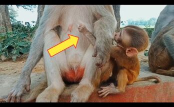 Hungry baby monkey crying and begging its mother for milk in an emotional wildlife moment.