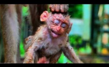 Leo the baby monkey showing a sad expression during an emotional wildlife moment