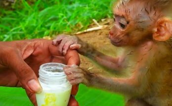 Hungry baby monkey lying on the ground trying to suck milk