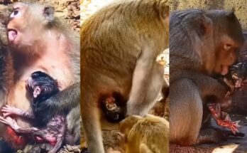 Miracle baby monkey surviving after a difficult birth while staying close to its mother