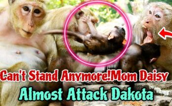 Text: Daisy the mother monkey protecting baby Dimitri from another monkey named Dakota.