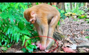 Young monkey crying as mother begins the weaning process in an emotional wildlife moment